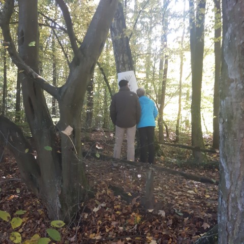 Freilassung fünf Bilder im Fürstbischhöflichen Wald, Tiergarten, Münster Wolbeck. 24.10.2021